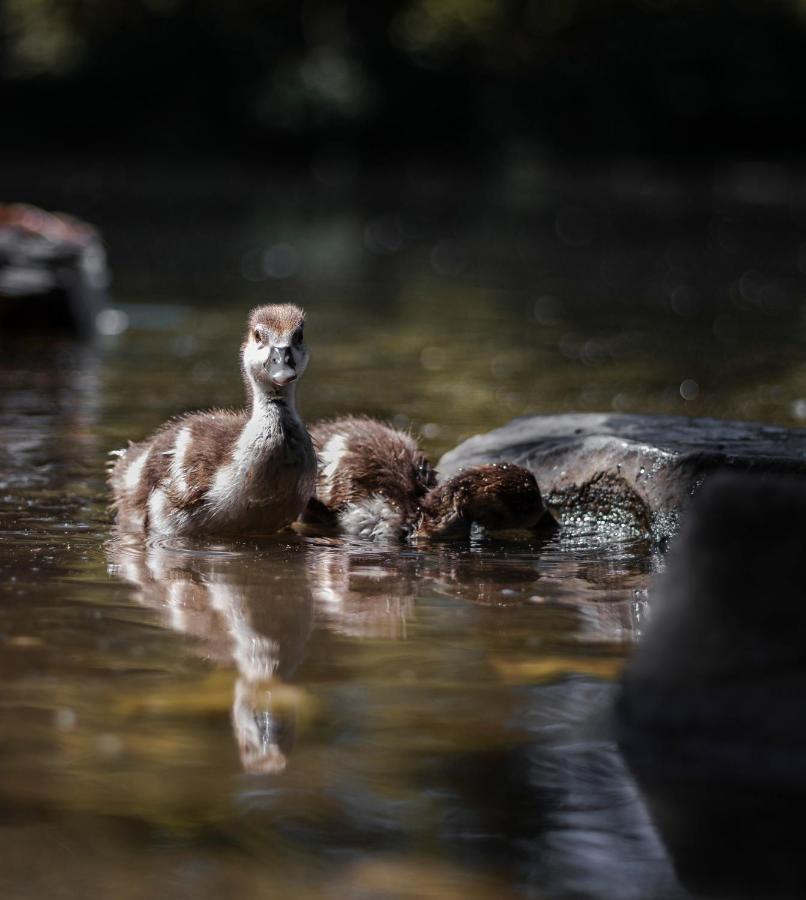 Confluence Paddler'S Lane Retreatヴィラ エクステリア 写真